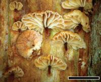 <i>Gymnopus imbricatus</i>