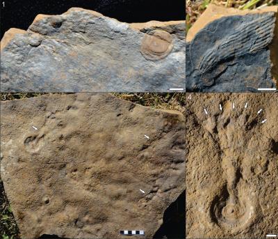 Deep-Water Ediacaran Fossils