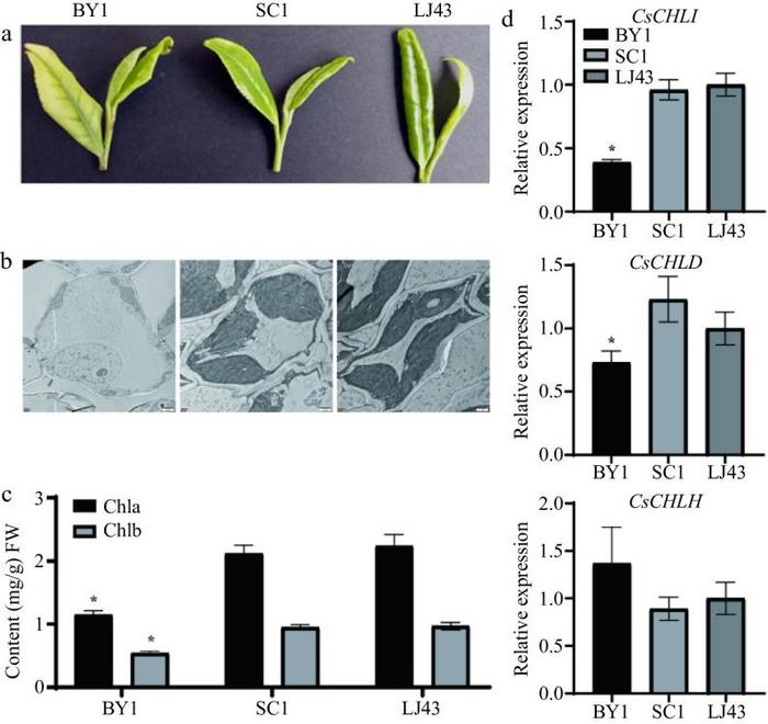 Figure 1.  Leaf phenotypes, leaf ultrastructure, chlorophyll content, and expression levels of CsCHLI, CsCHLD, and CsCHLH genes in albino BY1 and green SC1 and LJ43 tea leaves.