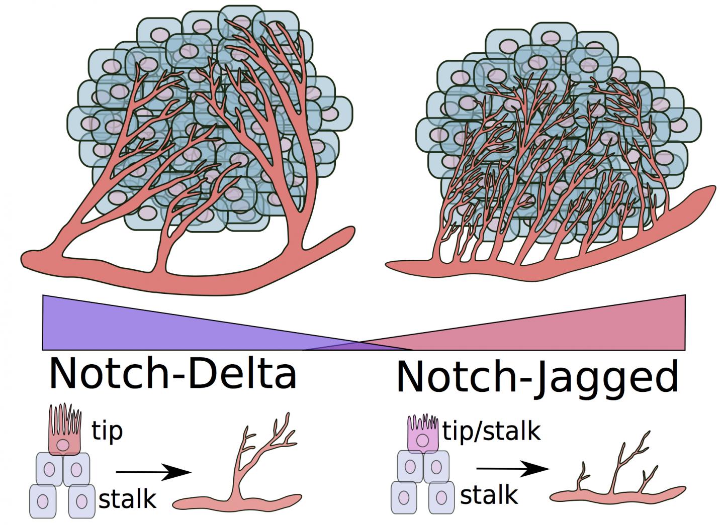 Jagged Ligands