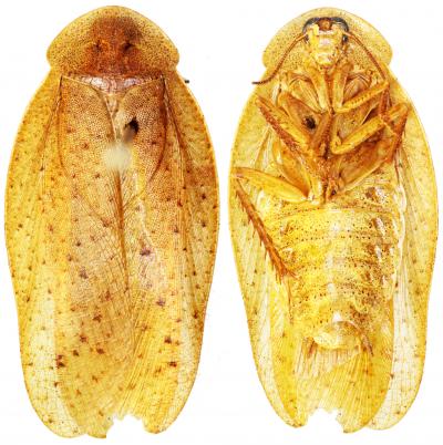 <i>Pseudophoraspis recurvata</i>
