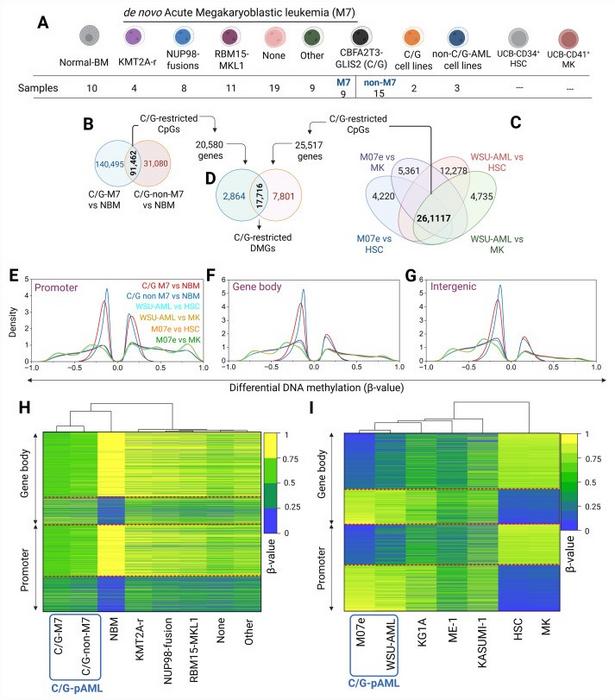 DNA methylation landscape of C/G+ pediatric acute myeloid leukemia (AML) and cell line models.