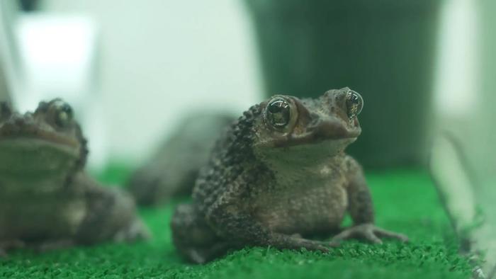 B-roll of Puerto Rican crested toad tadpole count at Brookfield Zoo Chicago