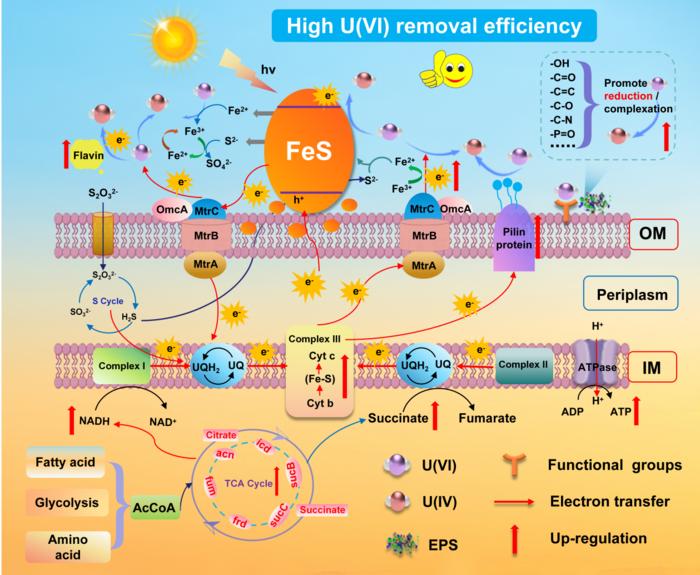 Solar-Powered Biohybrid: How Bacteria and Minerals Team Up to Clean Uranium