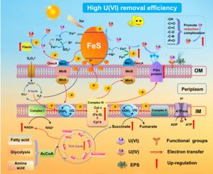 Solar-Powered Biohybrid: How Bacteria and Minerals Team Up to Clean Uranium