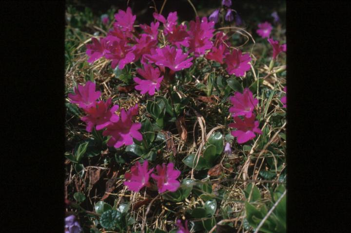 Extinction of Alpine Plants
