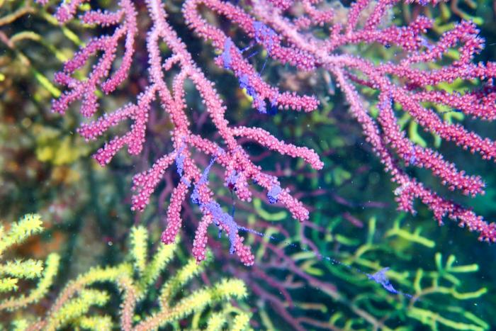 Climate change advances the start of the reproductive cycle of the Mediterranean gorgonian
