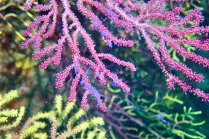 Climate change advances the start of the reproductive cycle of the Mediterranean gorgonian