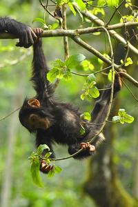 Young chimp