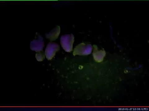 "Naturally" Glowing Cotton Yields Dazzling New Threads (8 of 9)