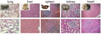 No Abnormal Changes Were Observed in the Organs of Monkeys after Exposure to PEG-IONCs