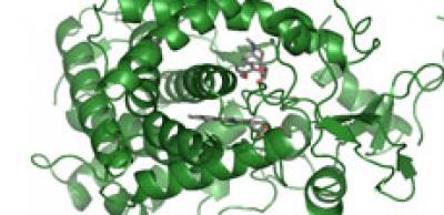 CYP2D6