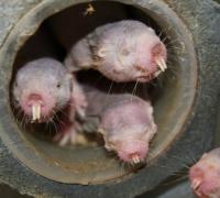 Naked Mole Rat Unable to Feel Pain from Hot Chili Peppers