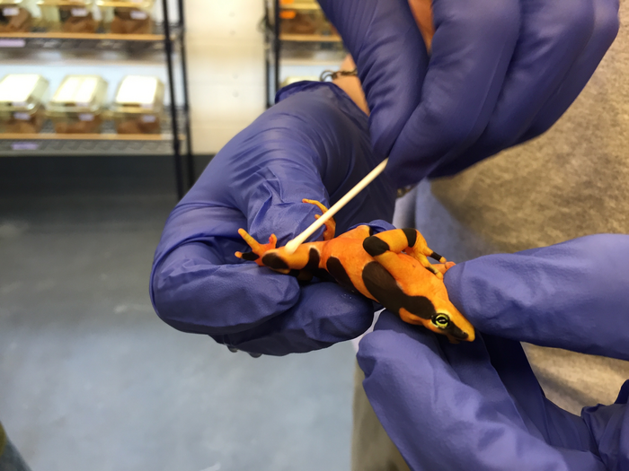 Swabbing Atelopus zeteki