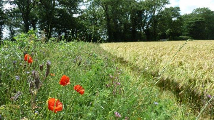 Conservation Grade Farm