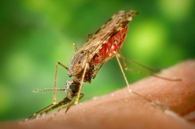 <i>Anopheles</i> Mosquito