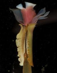 <I>Lamellibrachia barhami</I>