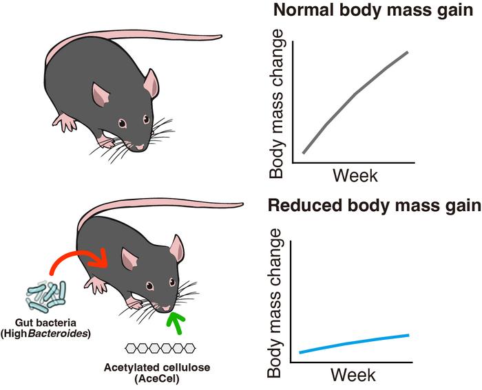 Gut bacteria and acetate work to reduce weight gain