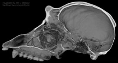 Chimpanzee Skull