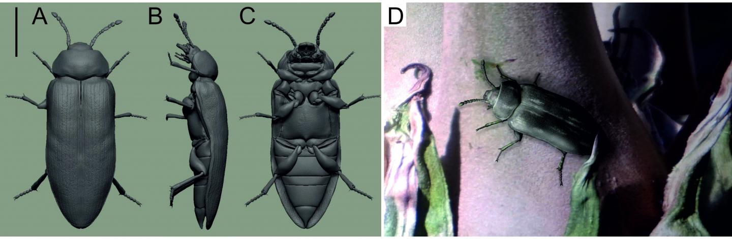 Reconstructions of „†Ponomarenkia belmonthensis"