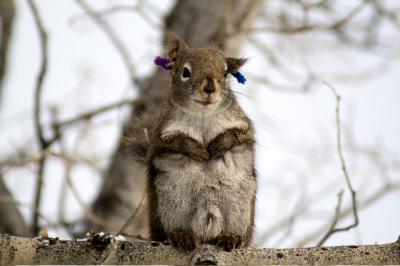 Male Red Squirrel