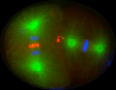 Cell Division