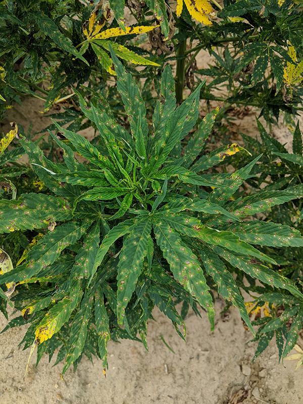 Hemp