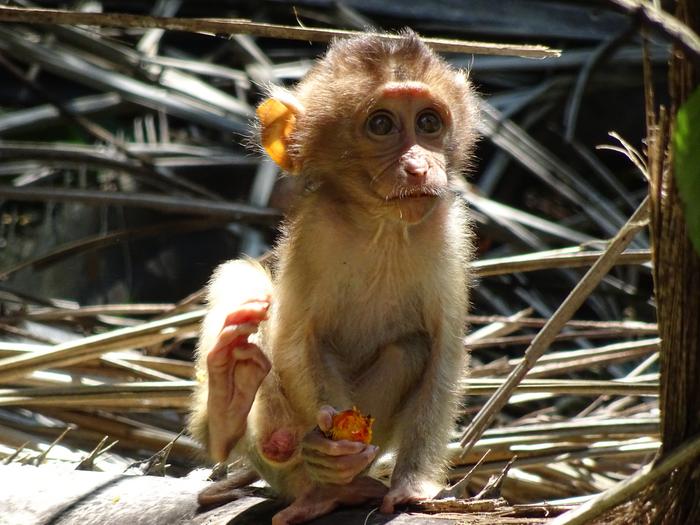 Baby feeding on oil palm fruit