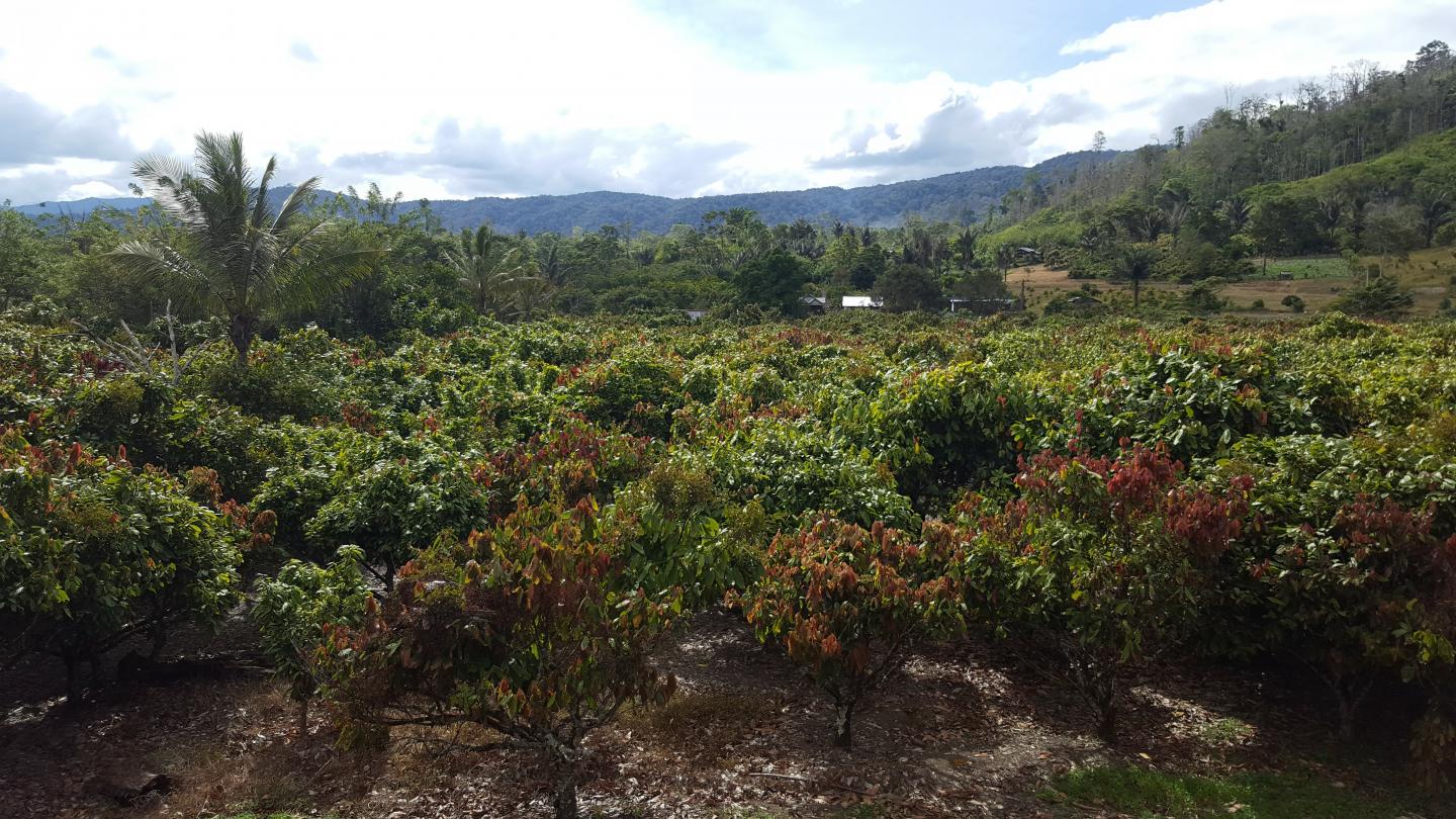 Landscape