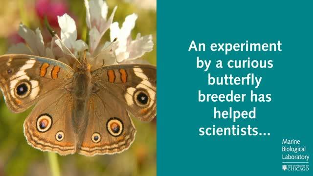 The Evolution of Color: How Butterfly Wings Can Shift in Hue