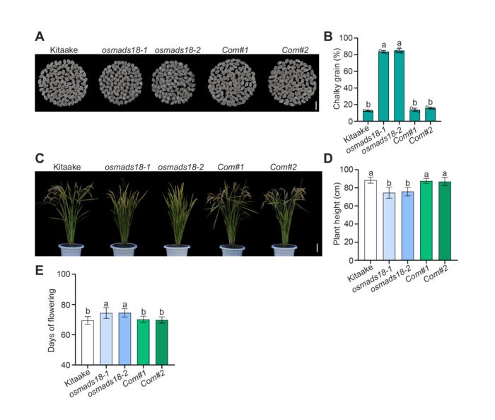 OsMADS18 has a critical effect in regulating chalkiness of rice grains