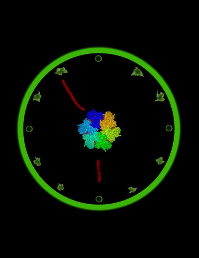 Bacterial Clock