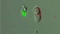 Gut Endocrine Cell Connects with Neuron