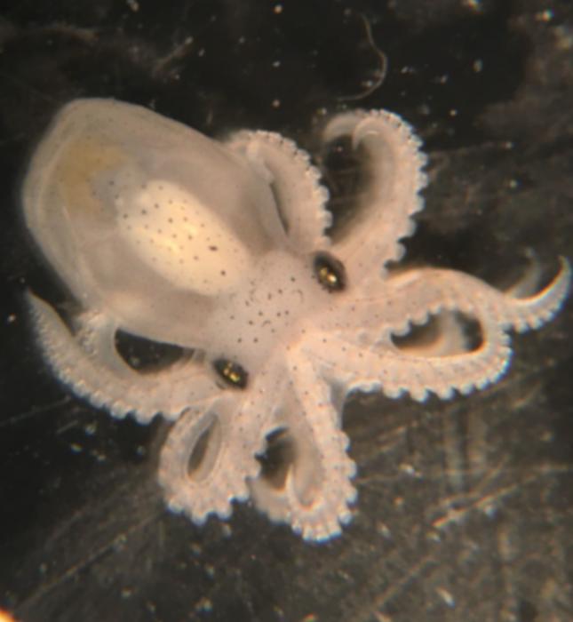 Californian two-spot octopus (Octopus bimaculoides). Embryo at the final stage before hatching. The species is named after the two prominent blue eyespots that can help deter predators.