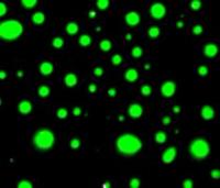 Protein Droplets Form with Different RNAs