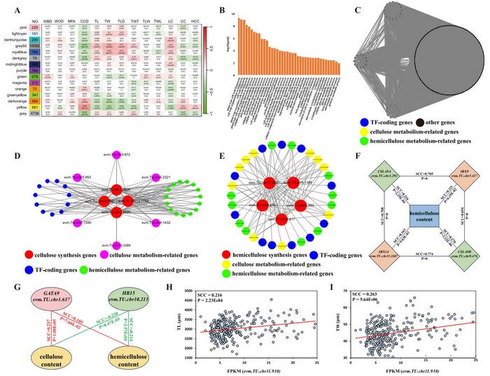 WGCNA and identification of hub genes in SCW development.