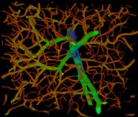 Reconstruction of a Small Section from Mouse Brain Blood Vessels