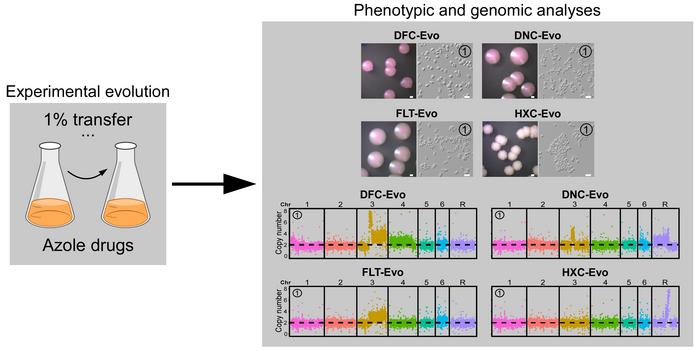 Biological differences among agricultural fungicide-induced evolved strains