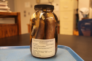 Jar of preserved fish