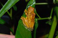 <i>Dendropsophus ebraccatus</i>