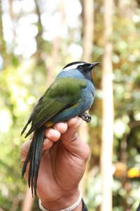 Paramythia Montium