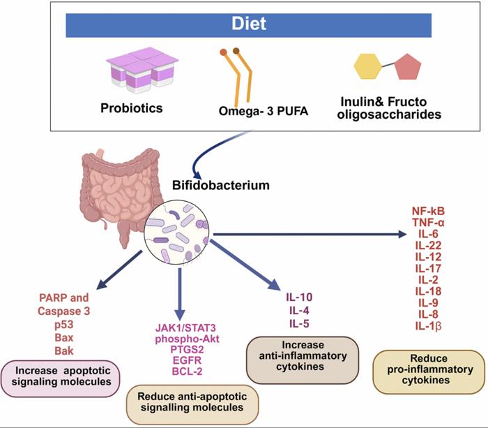Mechanism of anticancer action of bifidobacterium: Insights from gut microbiota