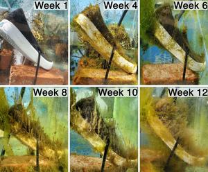 Shoe over time