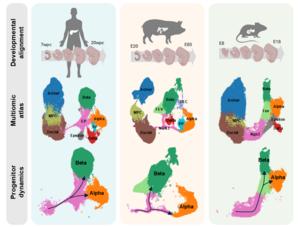 The first comprehensive single-cell analysis of pancreas development in mice, humans, and pigs