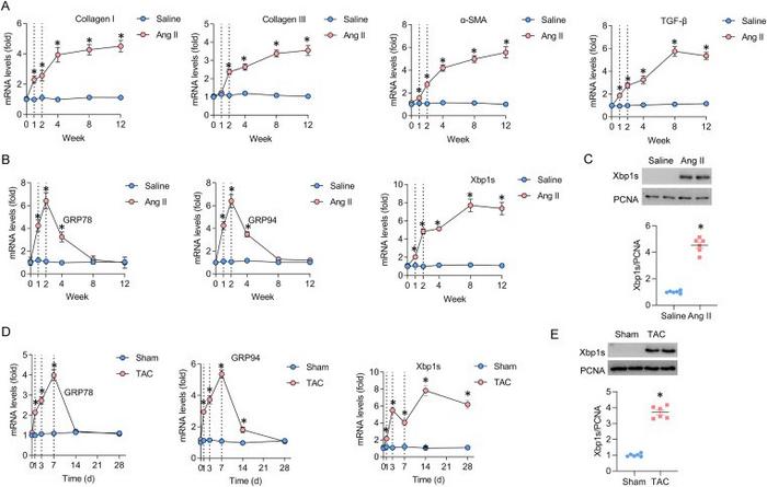 Xbp1s expression was up-regulated during the process of cardiac fibrosis