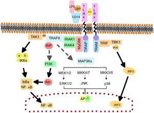 The intricate regulatory networks of TLR signaling