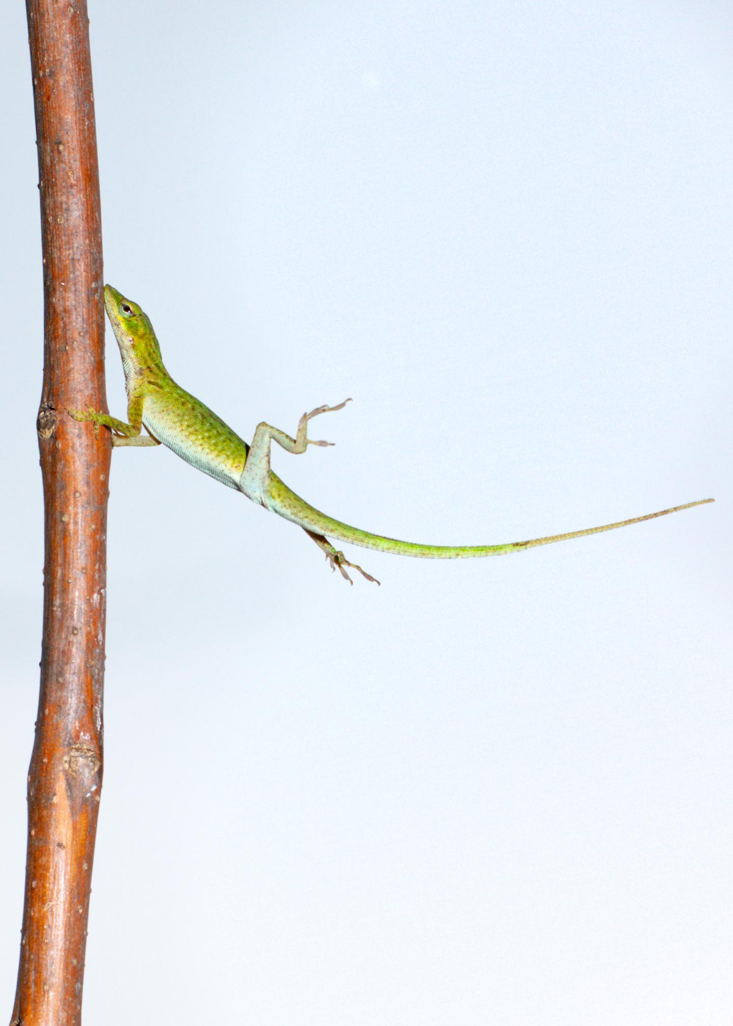 Anolis carolinensis