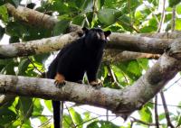 Red-handed tamarin (Saguinus midas)