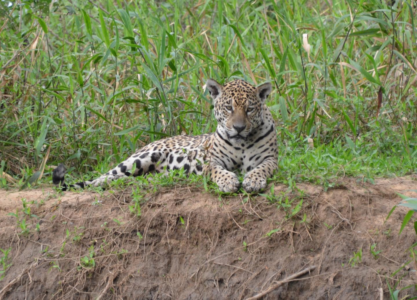 Jaguar