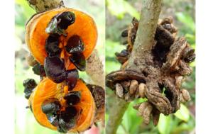 Hōʻawa (Pittosporum flocculosum)